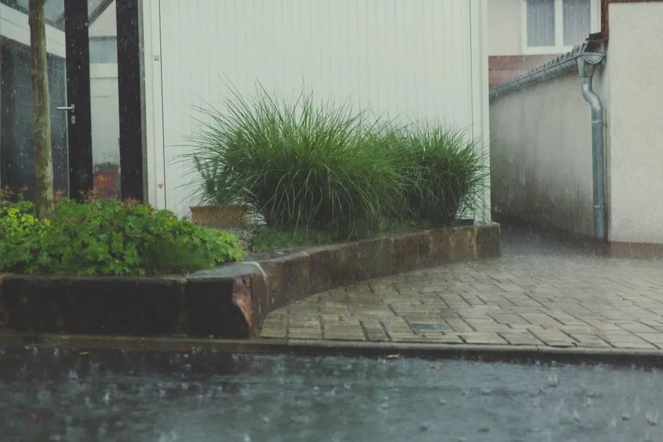 Using Rain Barrel Water Safely on Plants and Vegetables (Image Credits: Pexels)