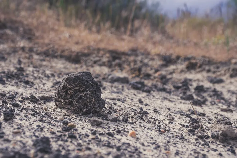 Long-Term Soil Transformation: What the Evidence Actually Supports (Image Credits: Pexels)