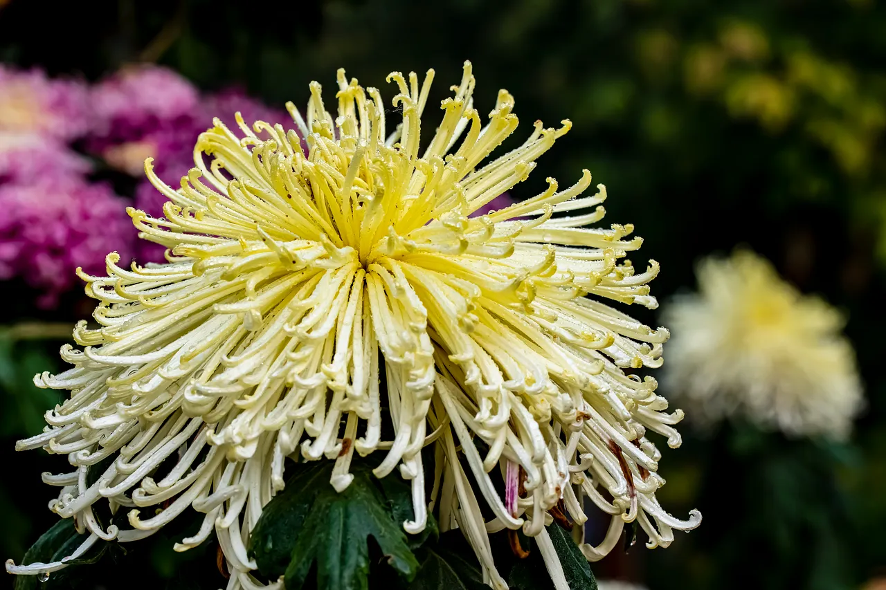 Final Thoughts On A Flower Worth A Second Look (Image Credits: Pixabay)