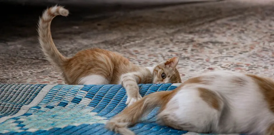 The Thrashing Tail: Stop. Now. (Image Credits: Pexels)
