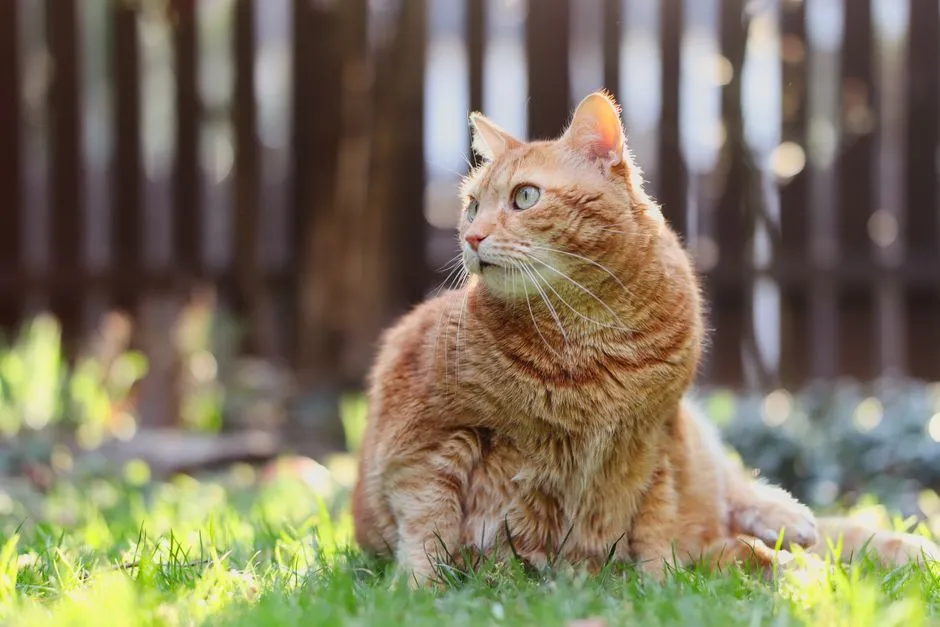Diabetes and the Cat That Won't Stop Eating (Image Credits: Pexels)