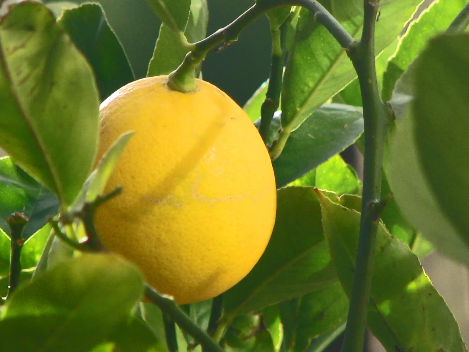 Winter Fruiting: What's Actually Happening (originally posted to Flickr as Meyer Lemon, CC BY 2.0)