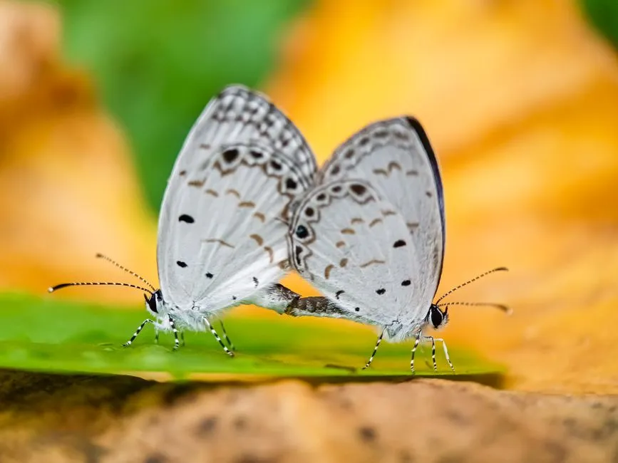 A Nuptial Gift Passed Through Generations (Image Credits: Pexels)