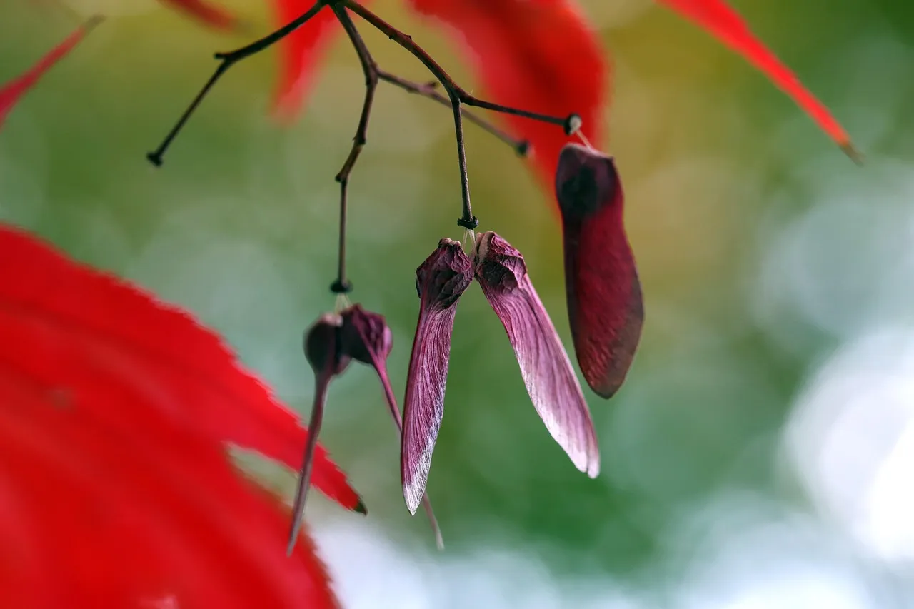 8. October Glory Red Maple (Acer rubrum 'October Glory') - The Shade-Tree with Seasonal Drama (Image Credits: Pixabay)