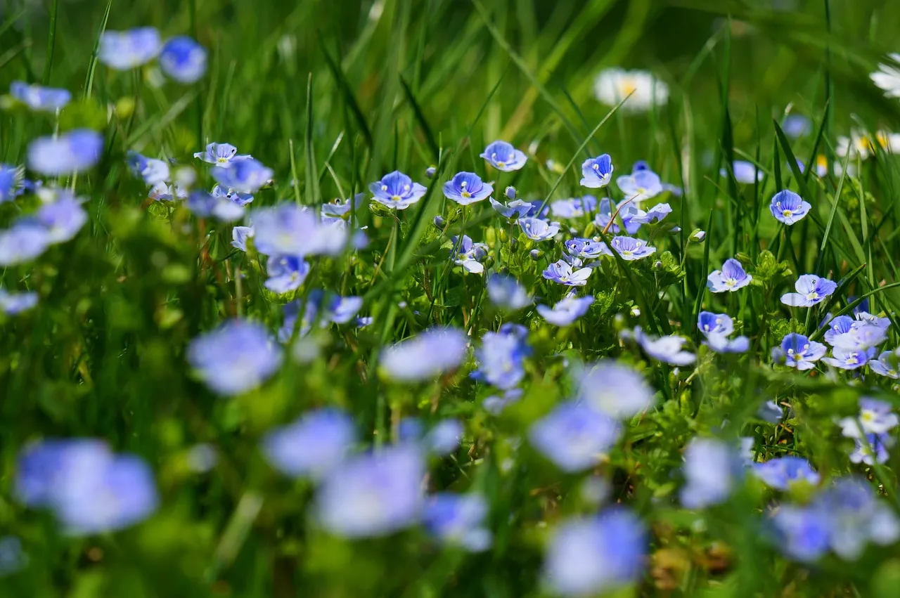 Avoid Pesticides and Let Parts of Your Garden Stay Wild (Image Credits: Pixabay)