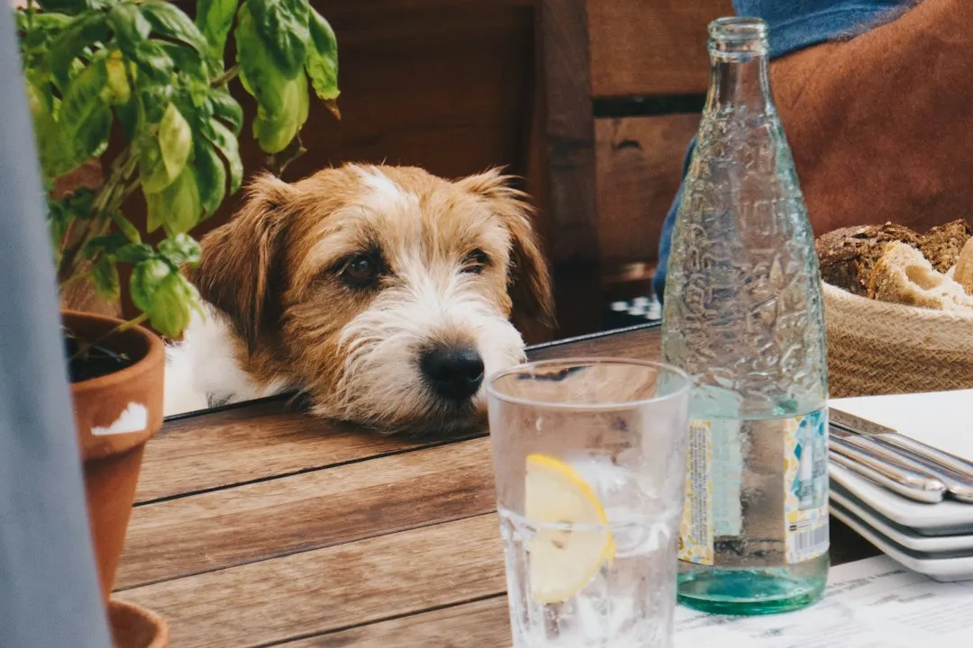 9. Alcohol: An Overlooked Table Hazard (Image Credits: Unsplash)