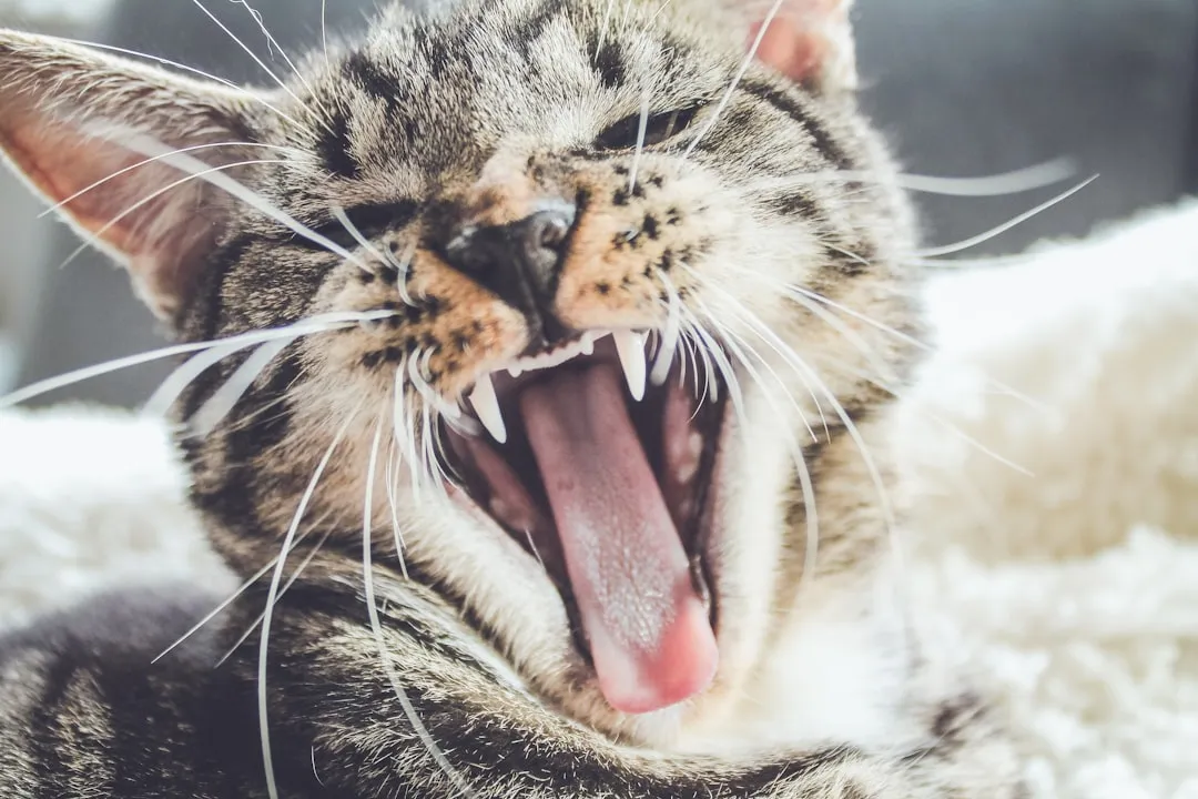 Sudden Aggression Toward People or Touch (Image Credits: Unsplash)