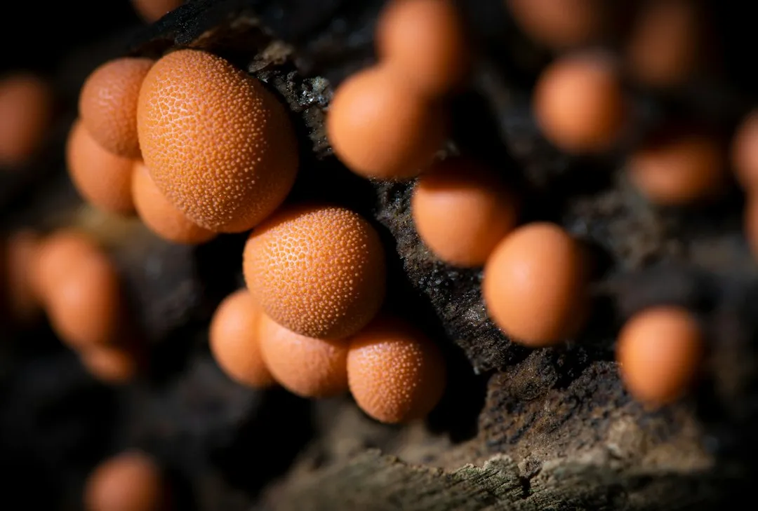 How to Tell the "Eggs" Apart by Color (Image Credits: Unsplash)