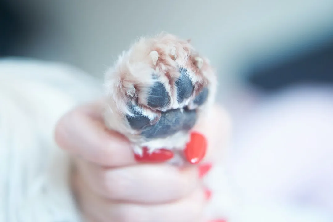 Why This Is Ranked Among the Most Common Vet Concerns (Image Credits: Unsplash)