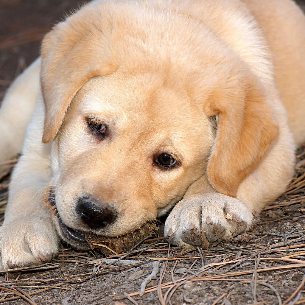 It Starts in Puppyhood (theilr, Flickr, CC BY-SA 2.0)