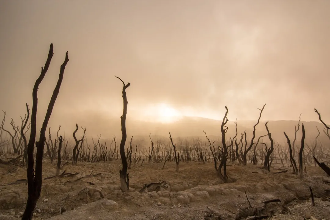 What This Means for Forest Management (Image Credits: Unsplash)