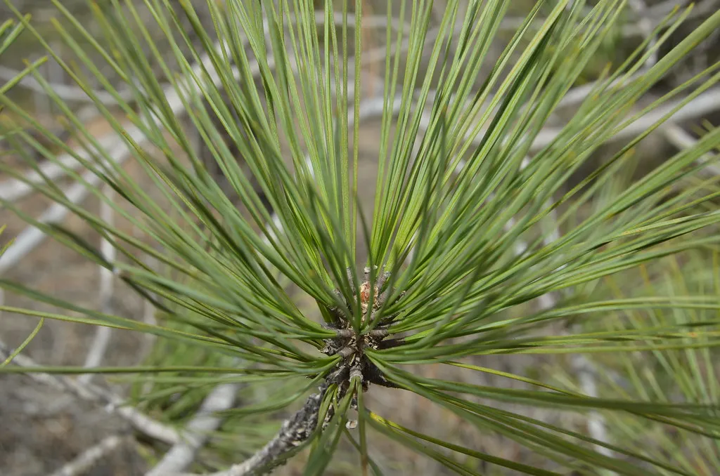 4. Torrey Pine (Pinus Torreyana): San Diego's Own Native Tree (Rob.Bertholf, Flickr, CC BY 2.0)