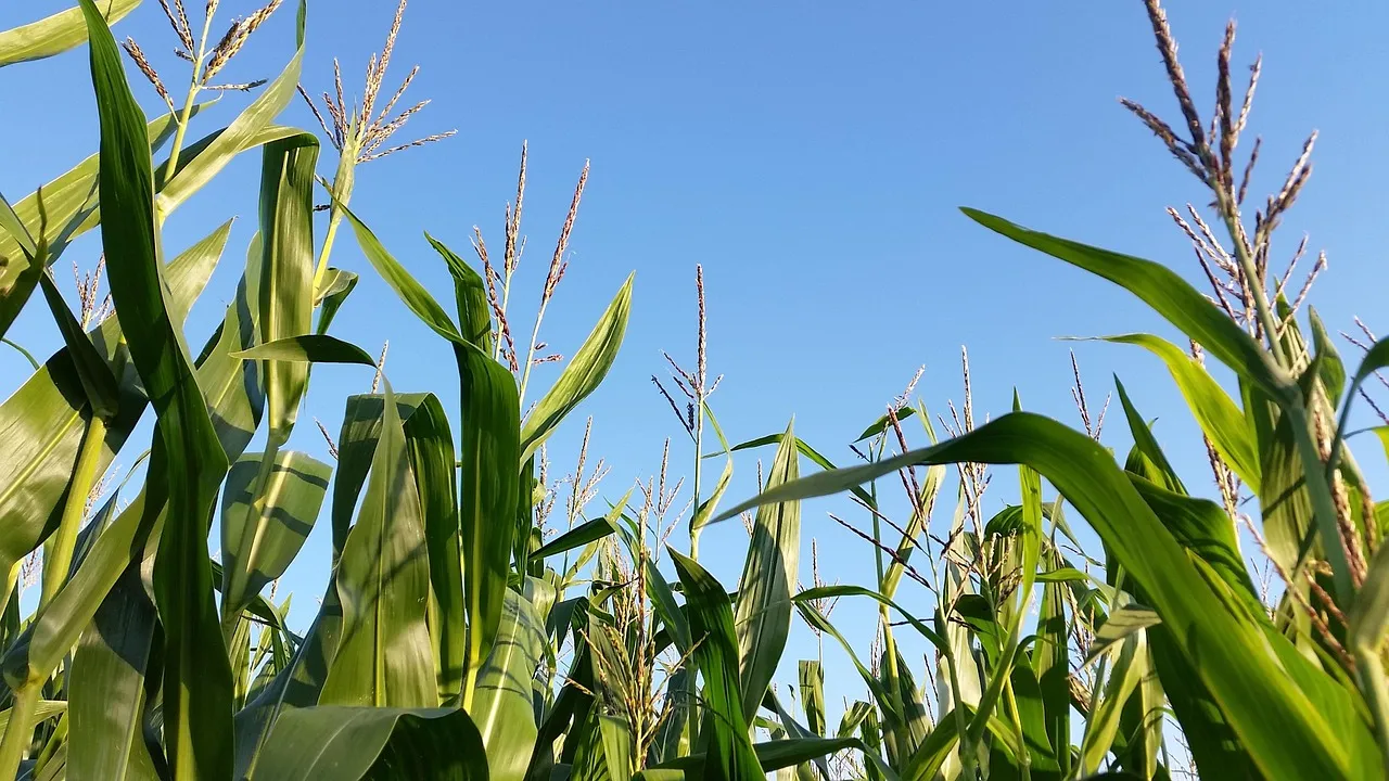 Growing in Monoculture (Image Credits: Pixabay)