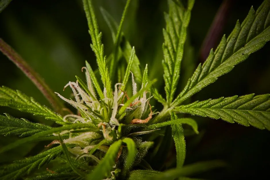 Trichomes: The Tiny Sensors on Leaf Surfaces (Image Credits: Pexels)