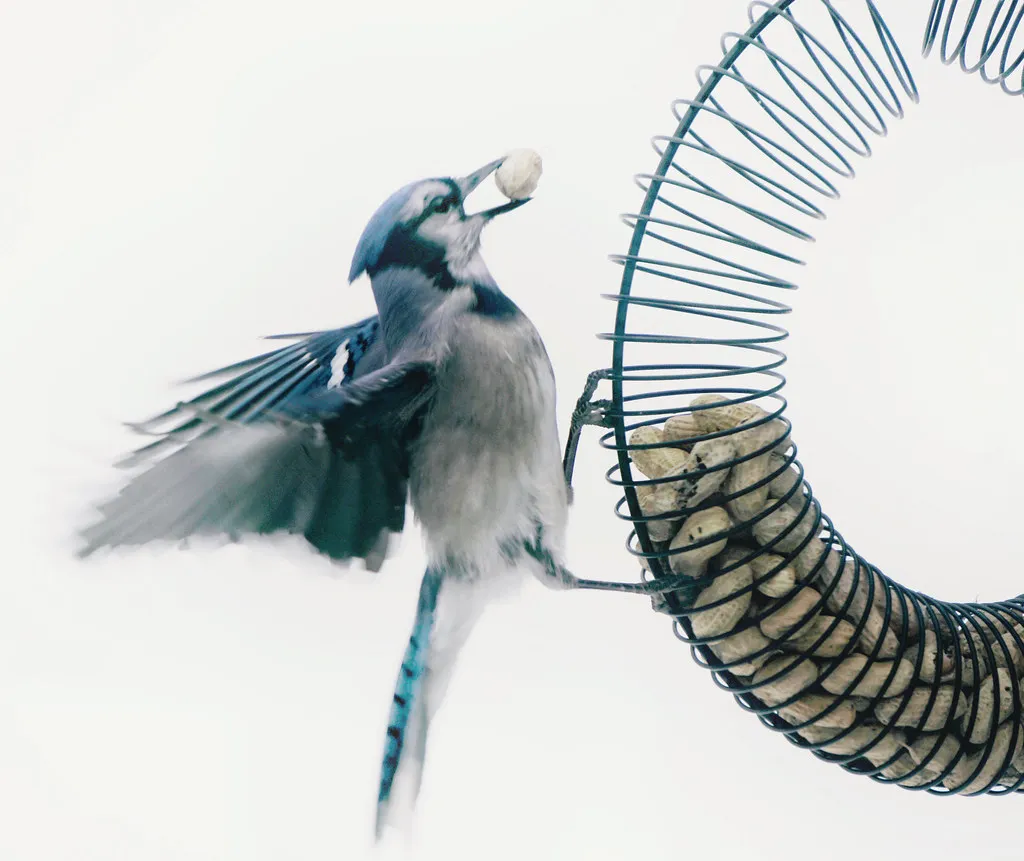 Frenzied Feeding at the Feeder (katerha, Flickr, CC BY 2.0)