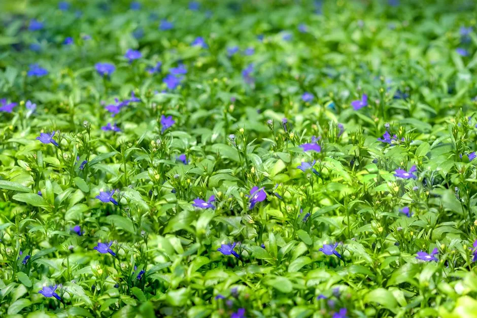 5. Blue Star Creeper (Isotoma fluviatilis) (Image Credits: Pexels)