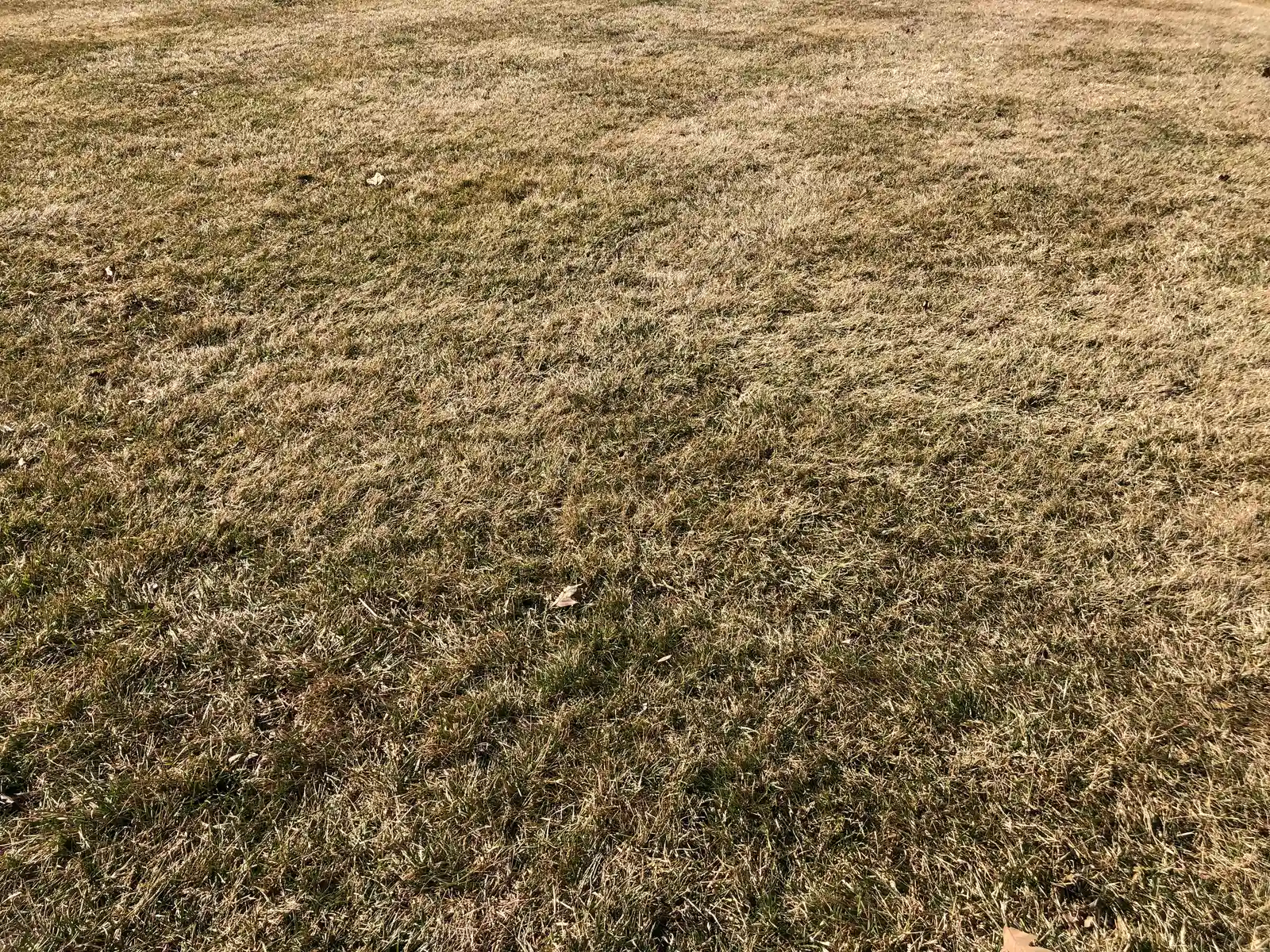 Poor Soil pH Is Starving the Grass (By Famartin, CC BY-SA 4.0)