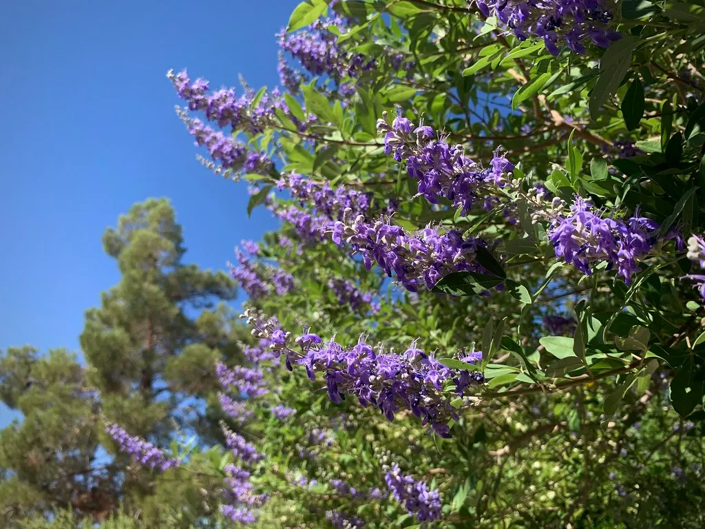 10. Chaste Tree (Vitex agnus-castus): Late-Summer Relief for Pollinators (Monkeystyle3000, Flickr, CC BY 2.0)