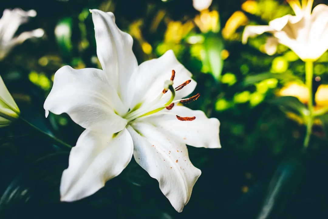 4. Lilies: The Number One Threat to Cats (Image Credits: Unsplash)