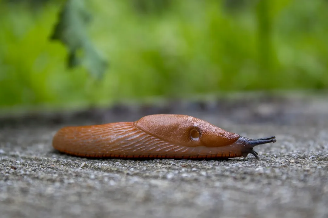 How to Choose Slug-Resistant Hosta Varieties (Image Credits: Unsplash)