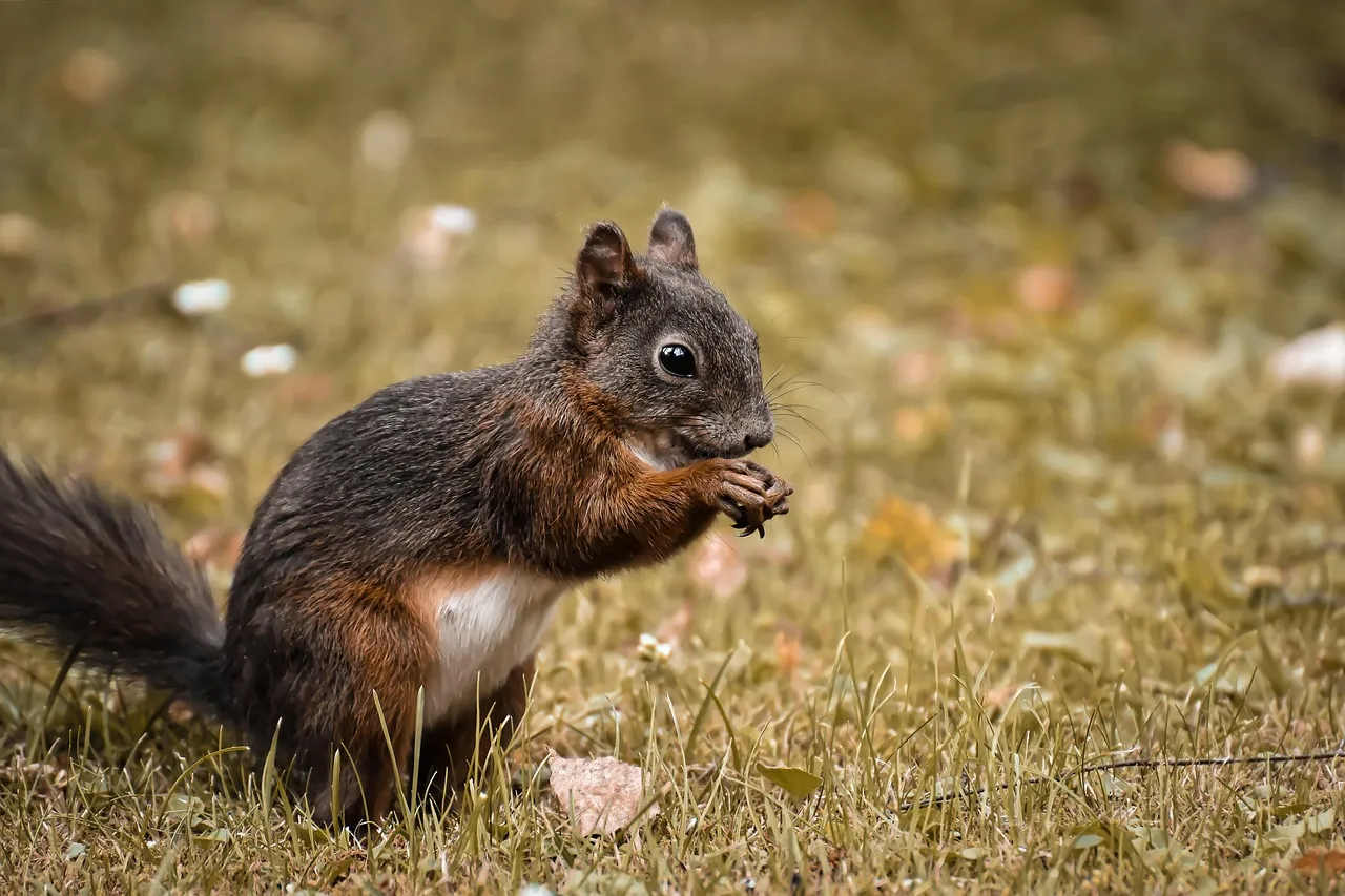Wildlife Damage Before Spring Arrives (Image Credits: Pixabay)