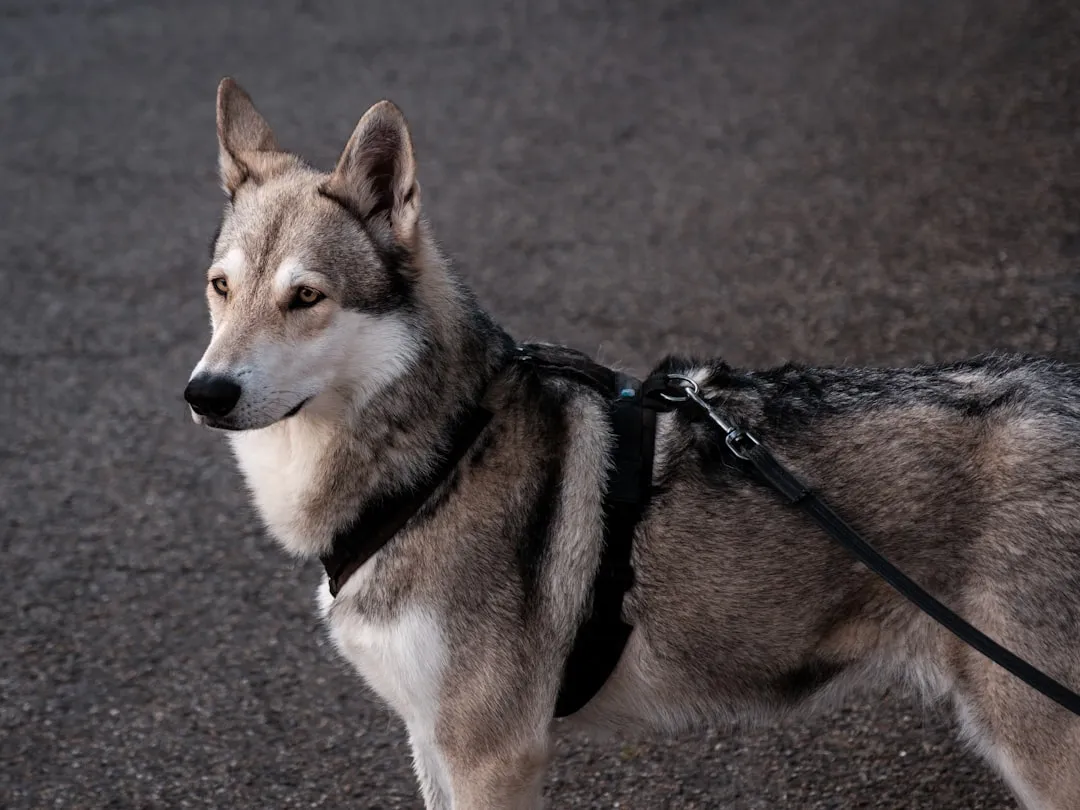 The Harness Is Not a Simple Fix Either (Image Credits: Unsplash)