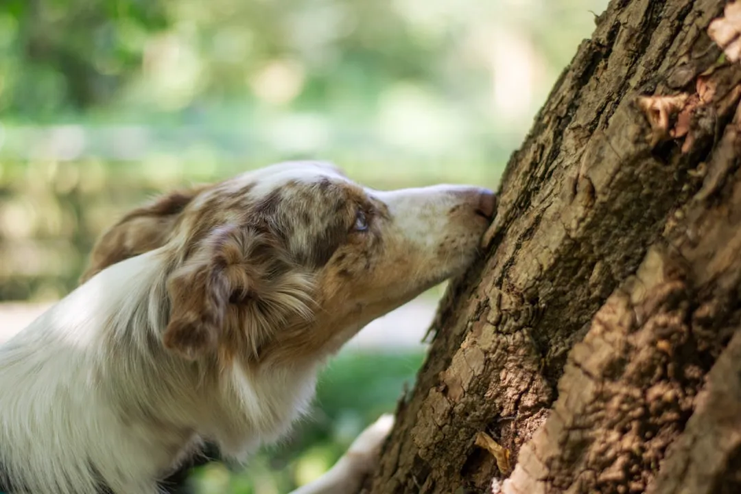 Reading "Pee Mail": What Scent Marks Actually Contain (Image Credits: Unsplash)