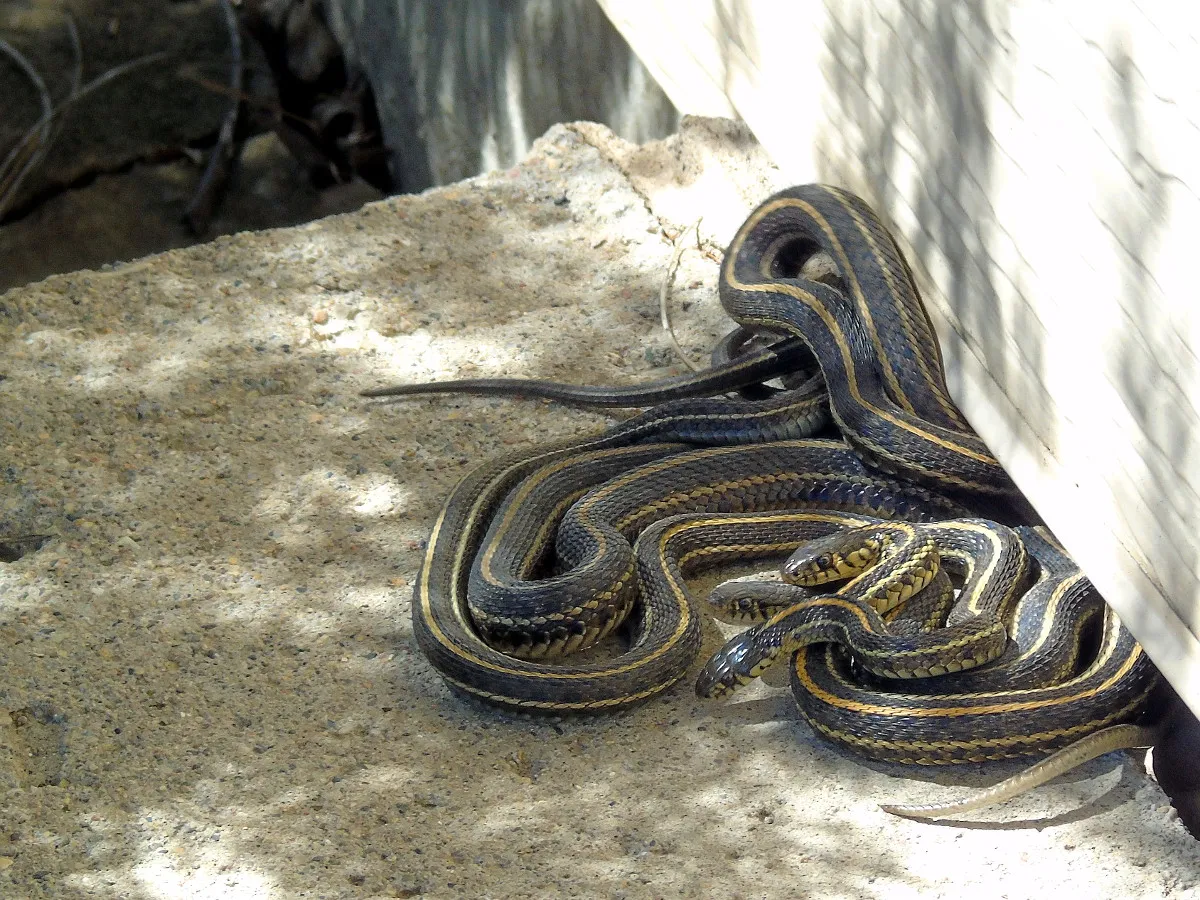 What To Expect If You See Snakes Together (By Jim417us, CC BY-SA 4.0)