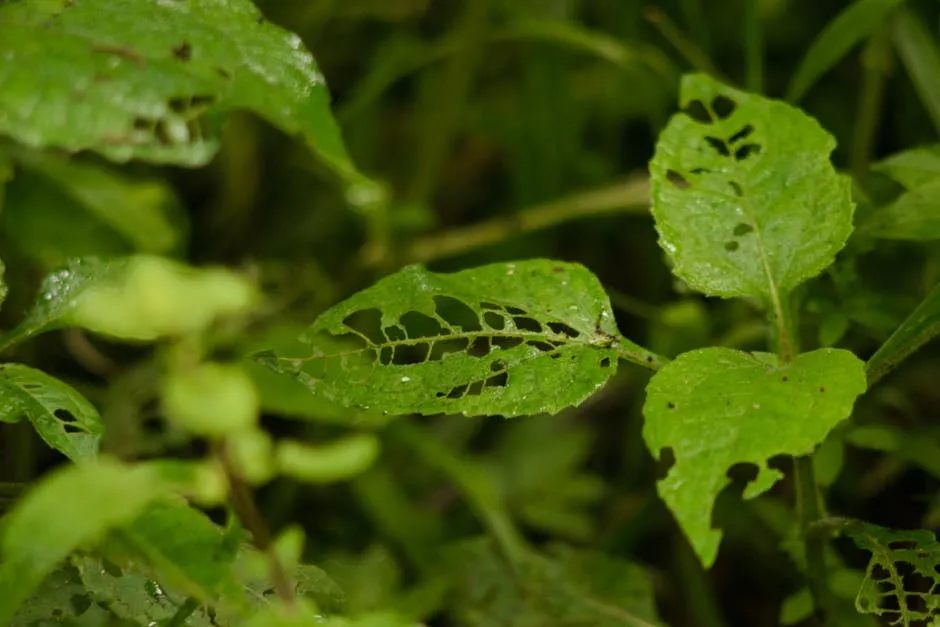 Protection from Insects and Herbivores (Image Credits: Pexels)