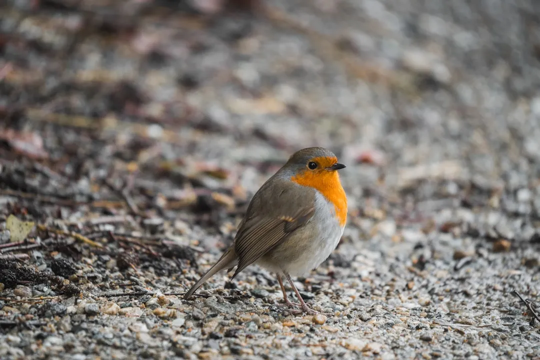 Welcome the Wildlife That Will Follow (Image Credits: Unsplash)
