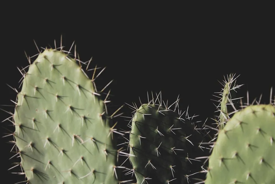 The Cactus: The Introverted Individualist (Image Credits: Pexels)
