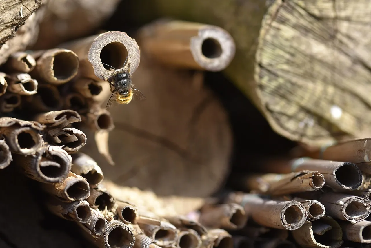 Know Your Guests: Which Insects Will Move In (Image Credits: Pixabay)