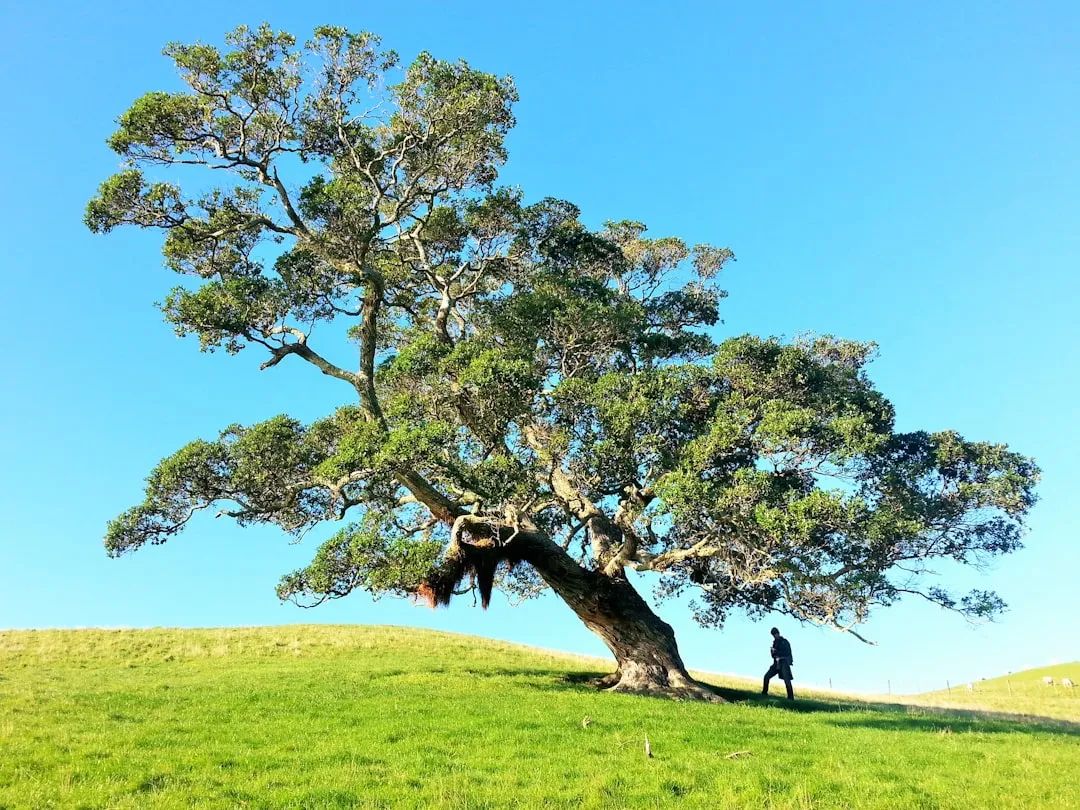 Right Tree, Right Place: Avoiding Costly Mistakes (Image Credits: Unsplash)