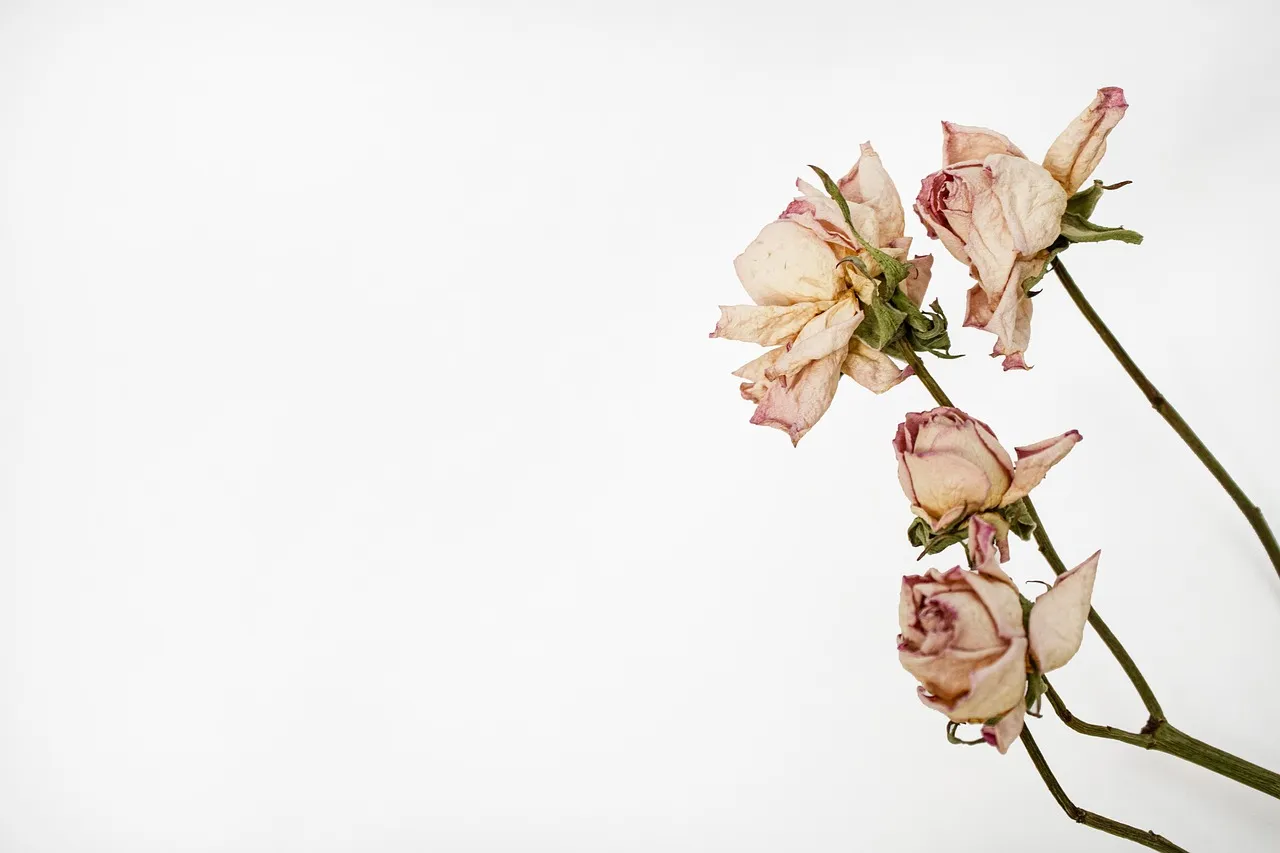 The Herbarium Connection: Old Specimens, New Discoveries (Image Credits: Pixabay)