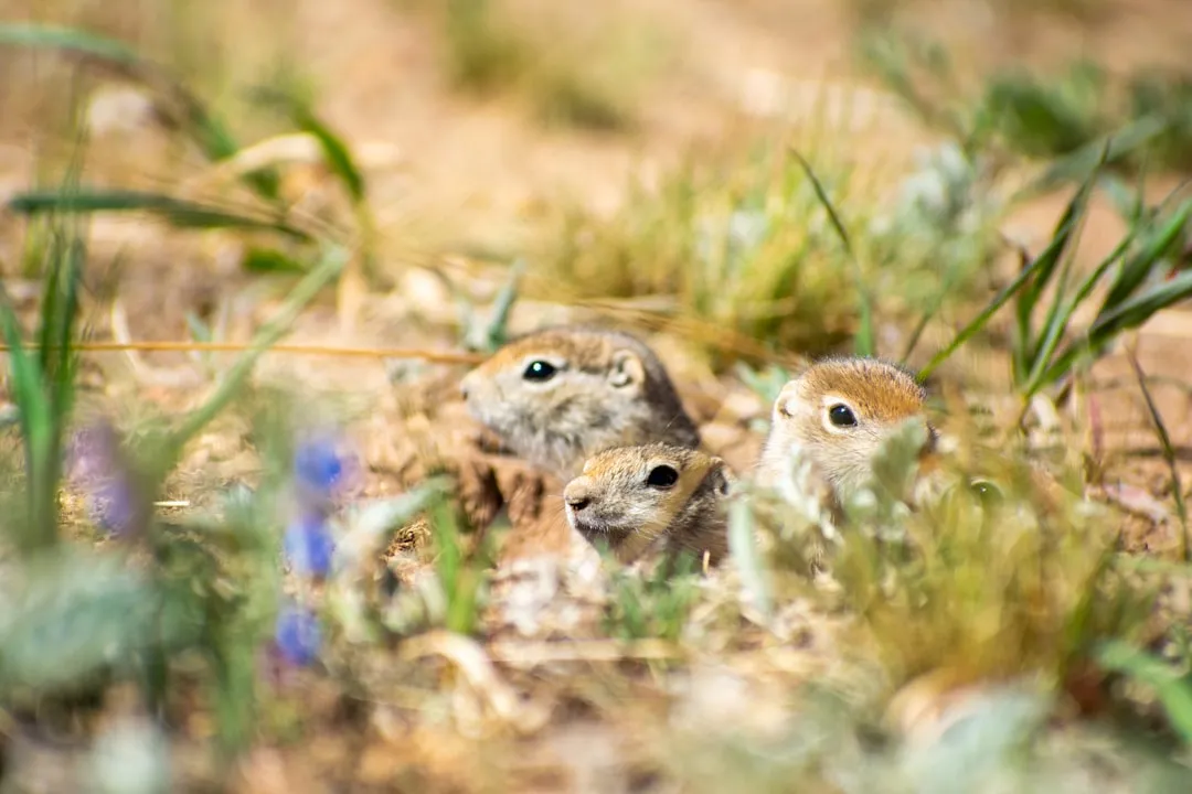 Understanding Groundhog Family Structure and Breeding (Image Credits: Unsplash)