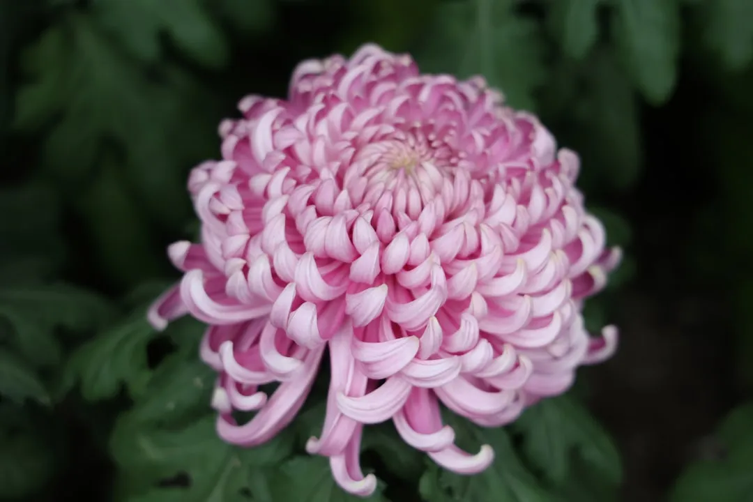 The Flower Everyone Keeps Underestimating (Image Credits: Unsplash)