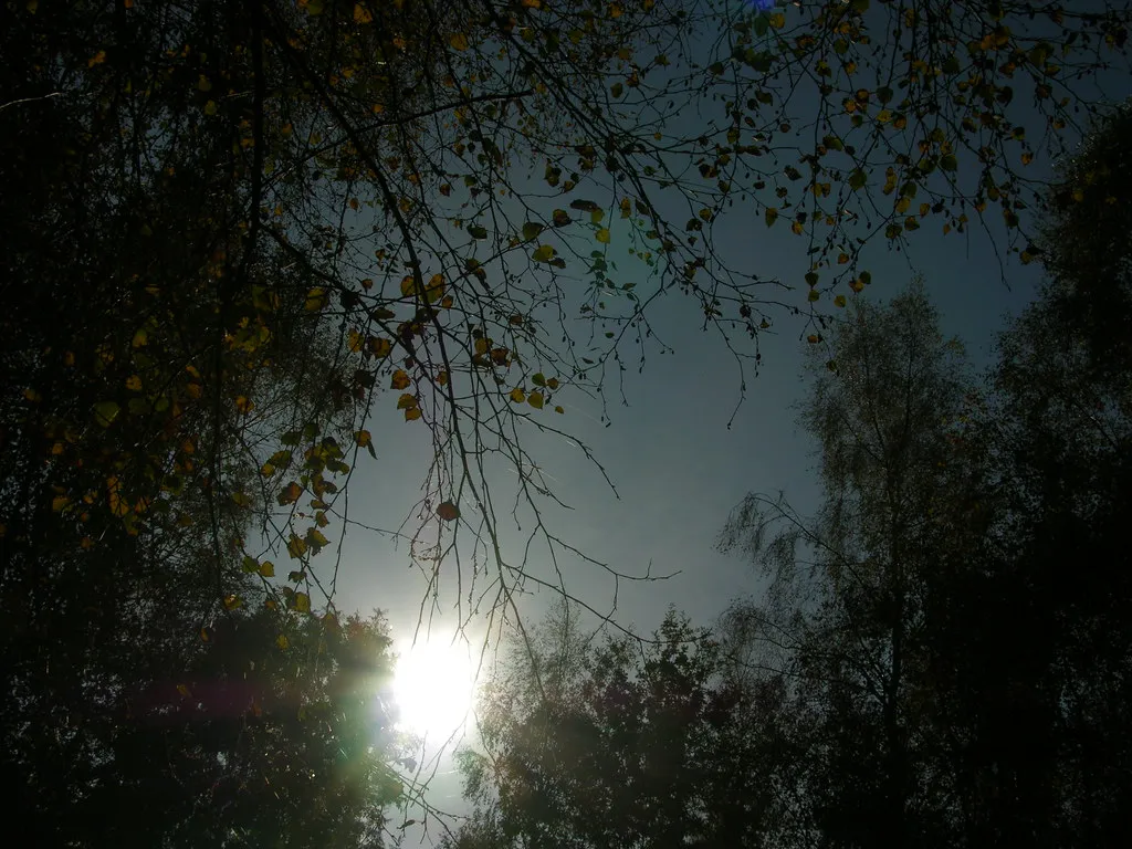 Why Prior Wounds Make Trees More Vulnerable (Giles Watson's poetry and prose, Flickr, CC BY-SA 2.0)