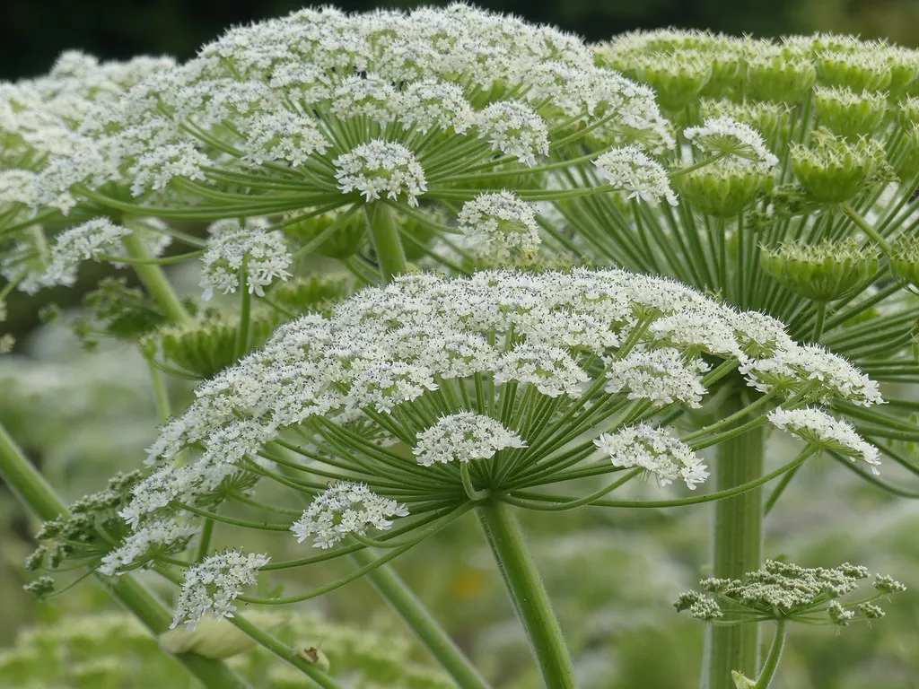 5. Giant Hogweed (Heracleum mantegazzianum): The Plant That Can Blind You (Scottish Invasive Species Initiative, Flickr, CC BY 2.0)