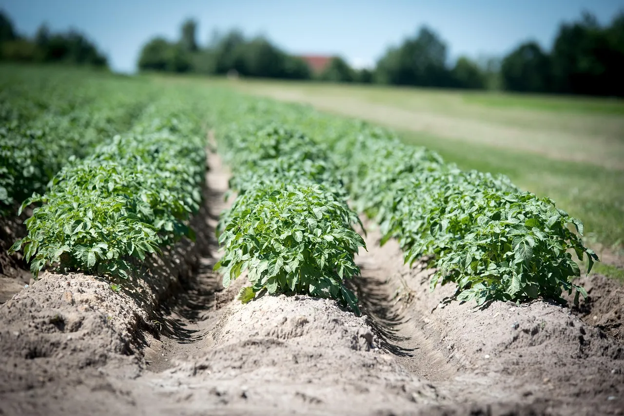Monitoring and Managing the Trap Crop So It Doesn't Backfire (Image Credits: Pixabay)
