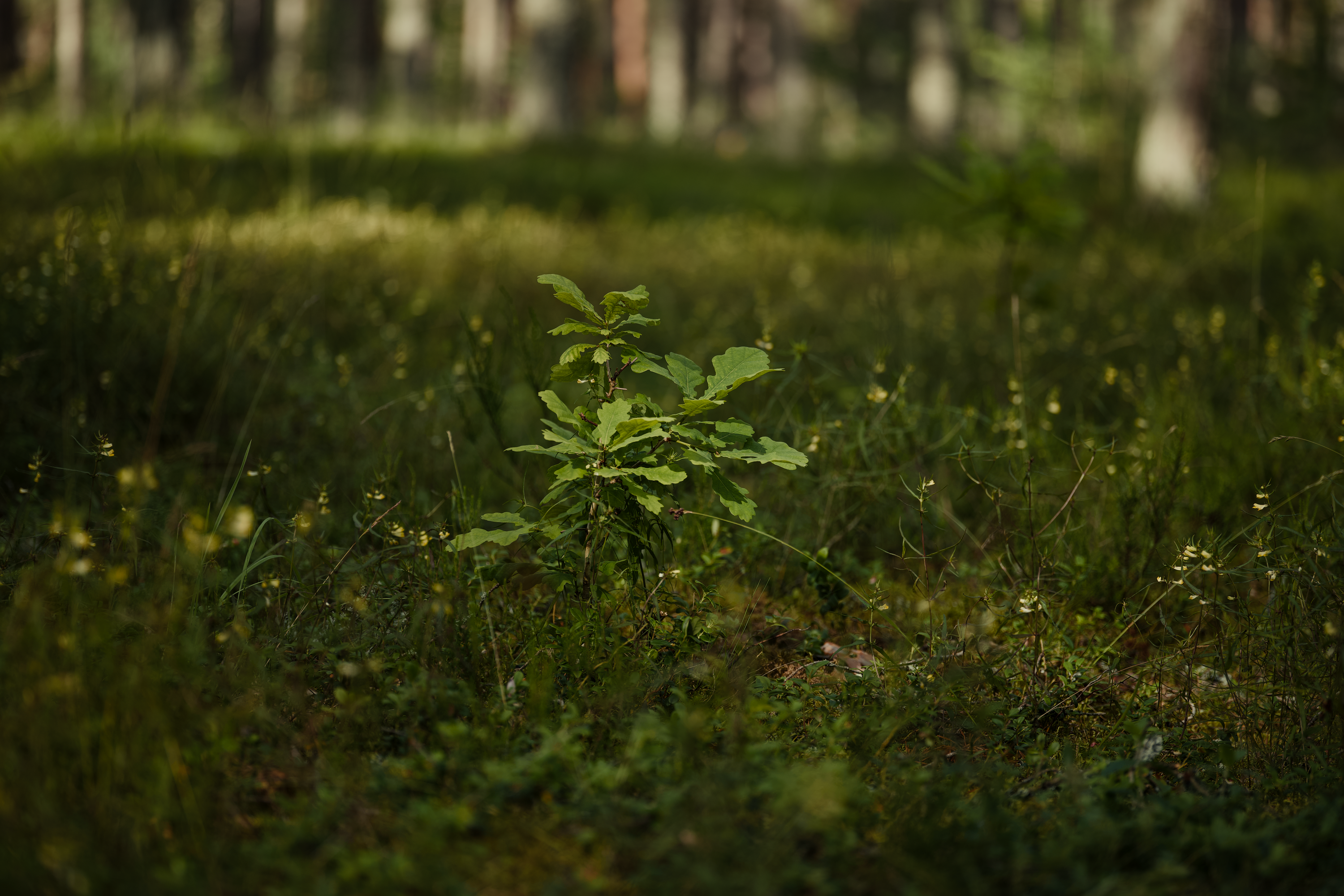 Plant These Native Oaks In Your Sacramento Garden For The Deep Shade You Crave