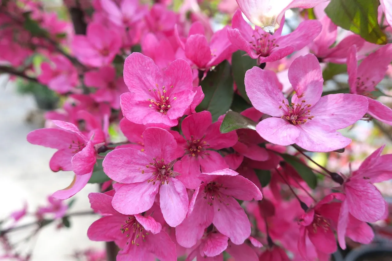 6. Crabapple (Malus spp.): Double Duty for Pollinators and Birds (Image Credits: Pixabay)