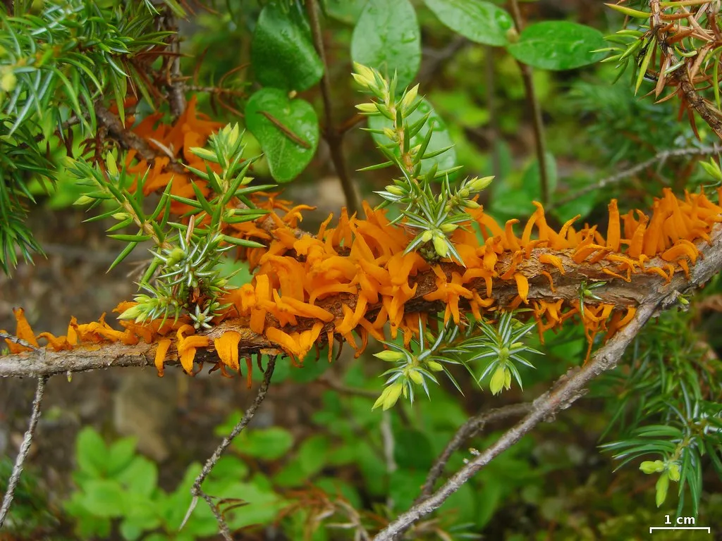 Which Juniper Species Are Affected (pellaea, Flickr, CC BY 2.0)