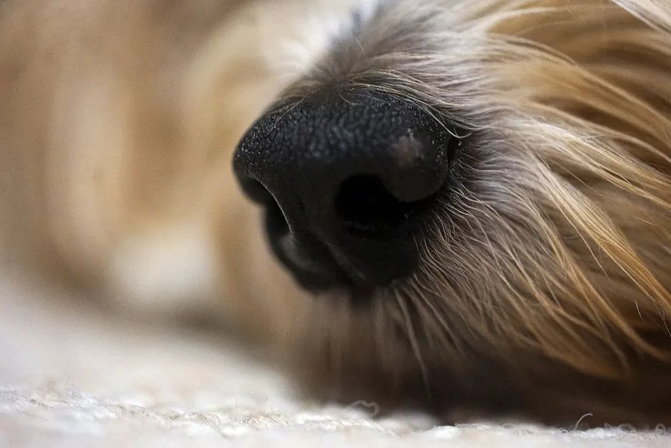 A Nose That Operates on an Entirely Different Level (Image Credits: Pexels)