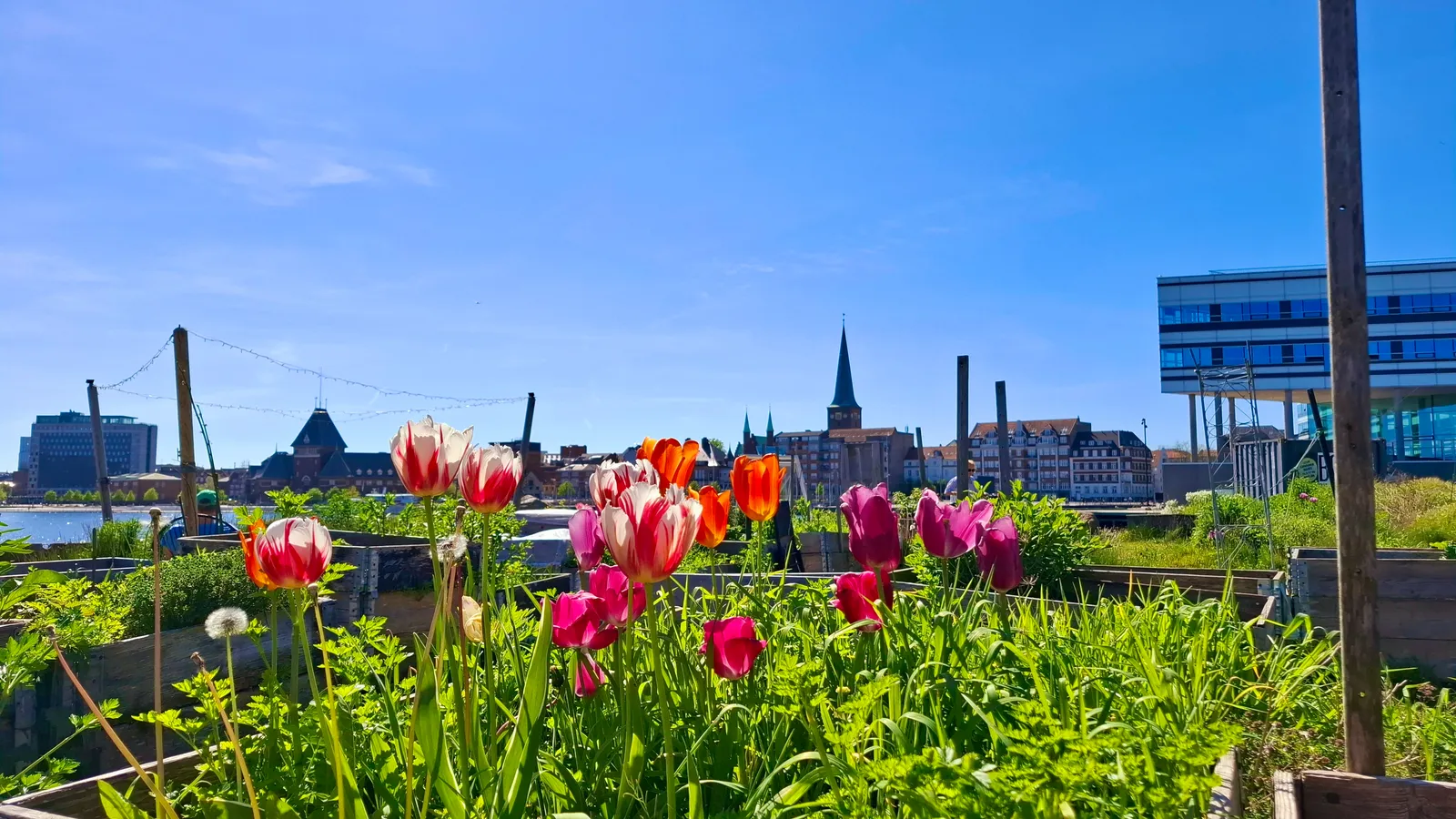 The Resilient Gardener: Community as a Survival Strategy (By Ciara Ní Riain, CC BY-SA 4.0)