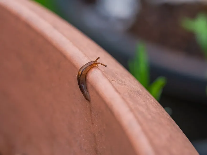Conclusion: Copper Tape Is a Tool, Not a Cure (Image Credits: Pexels)