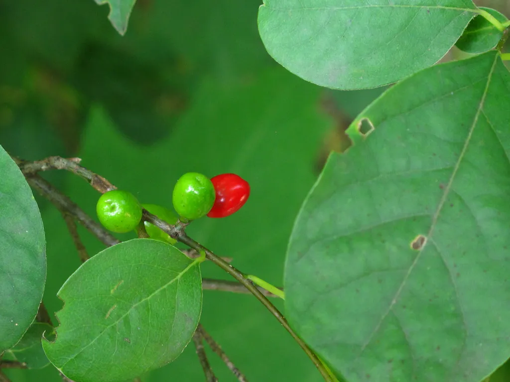 5. Spicebush (Lindera benzoin) (Image Credits: Flickr)