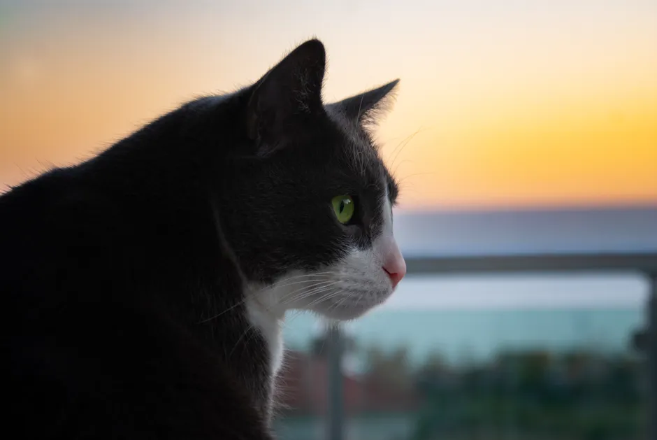 Your Cat Is Hardwired for Dawn (Image Credits: Pexels)