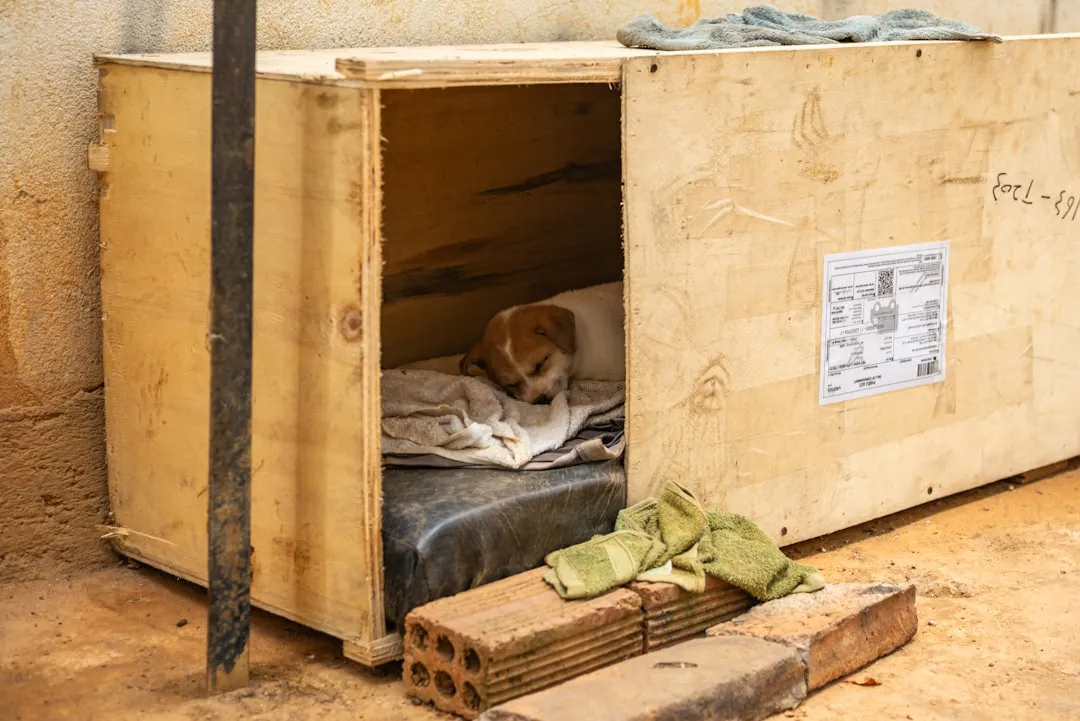 Facing the Crate Toward Open Space (Image Credits: Unsplash)