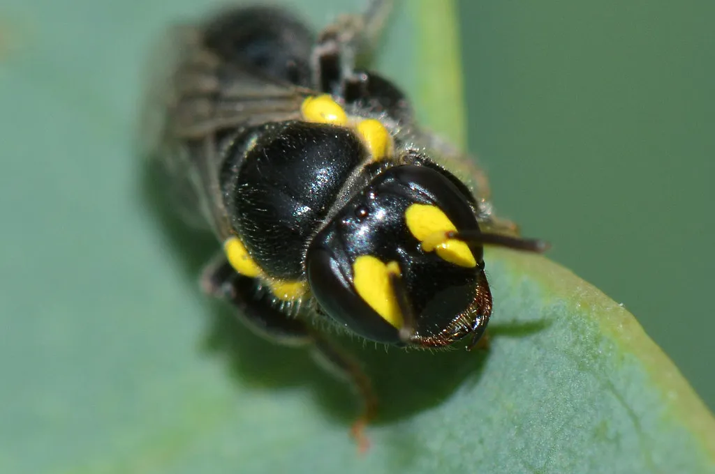 The Science of Bee Sleep (jeans_Photos, Flickr, CC BY 2.0)