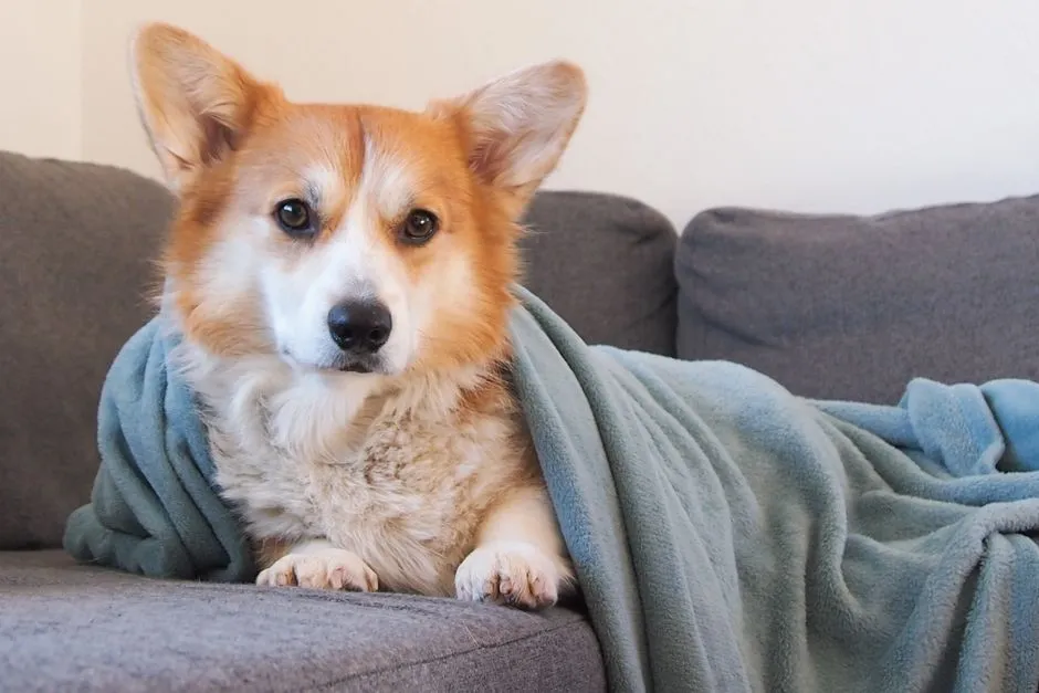 Burrowing Under Blankets: Security Seeking Behavior (Image Credits: Pexels)